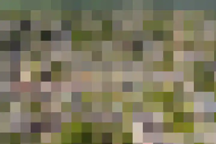 Volderstraat 20 Hoogeloon thumbnail 43