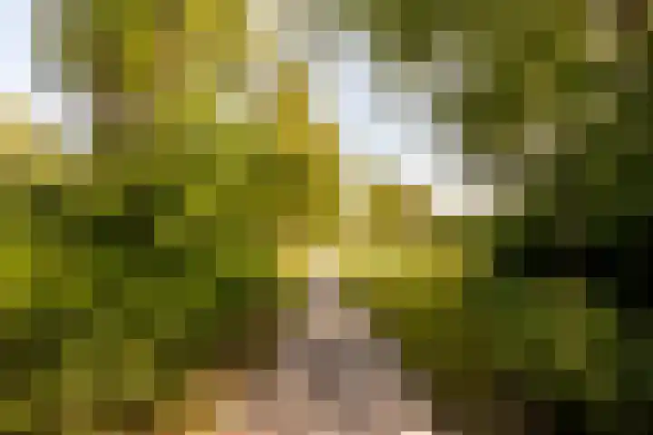 Voorhof 88 Lelystad thumbnail 41