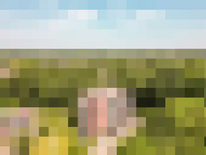Voorhof 88 Lelystad thumbnail 5