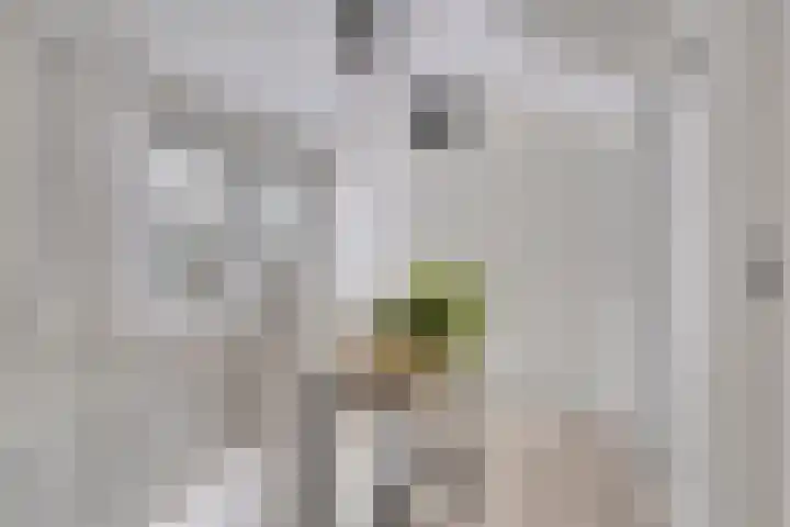 Voorplecht 29 Dronten thumbnail 26