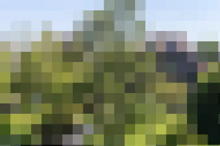 Voorstraat 61 Groot-Ammers thumbnail 4