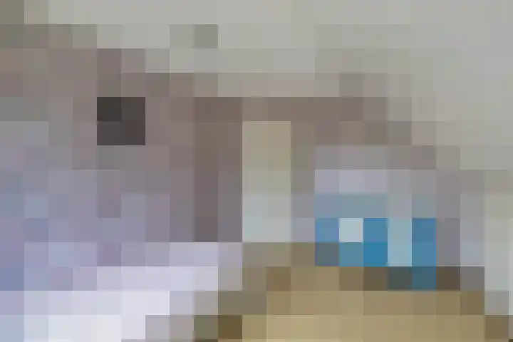 Vorenpakker 11 Bant thumbnail 25