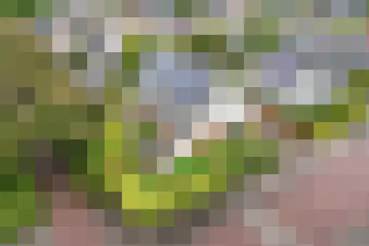 Vorenpakker 11 Bant thumbnail 46