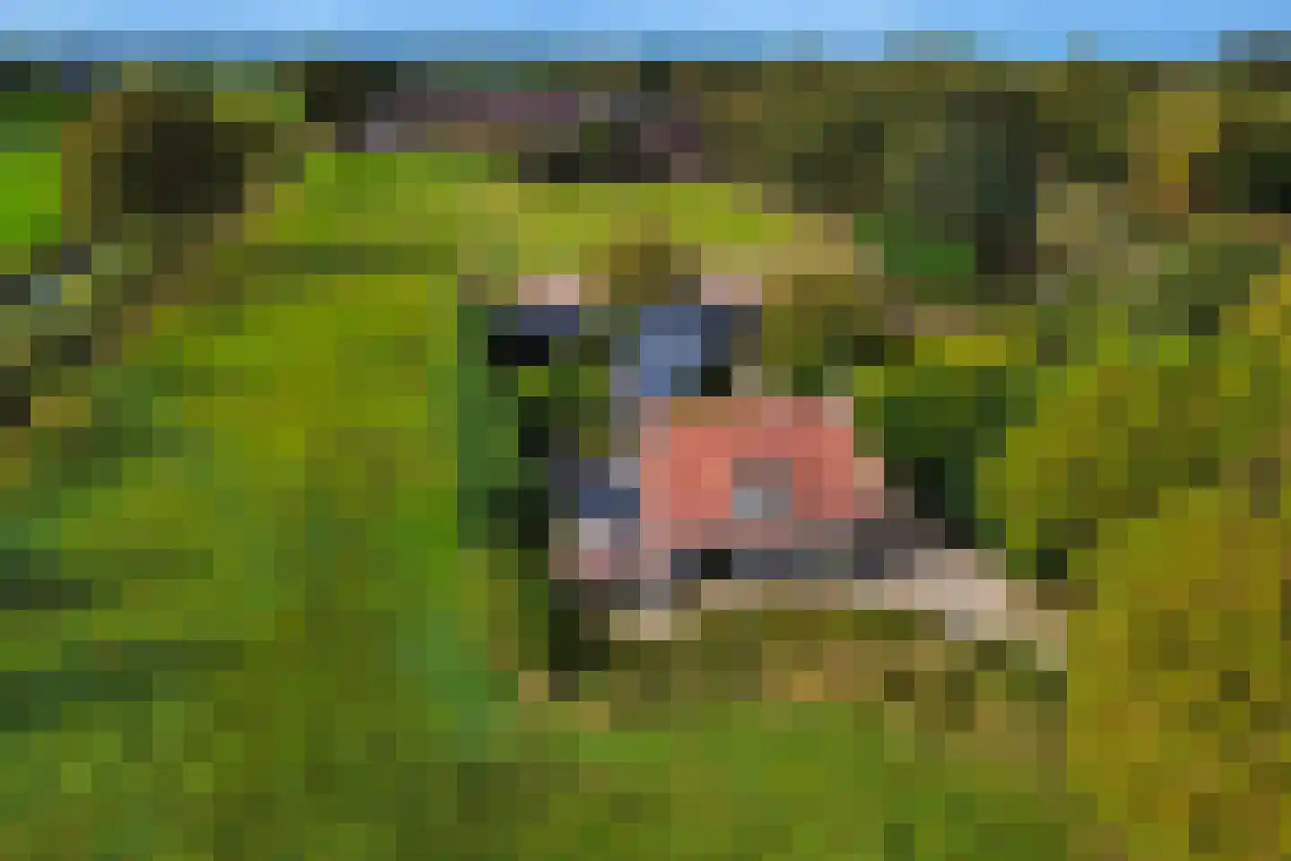 Vossebelt 4 Dalen