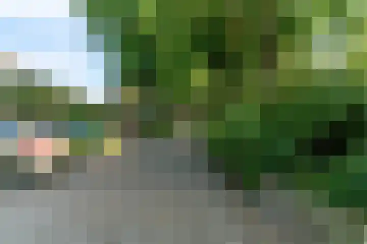 Vossebes 6 Leiden thumbnail 43