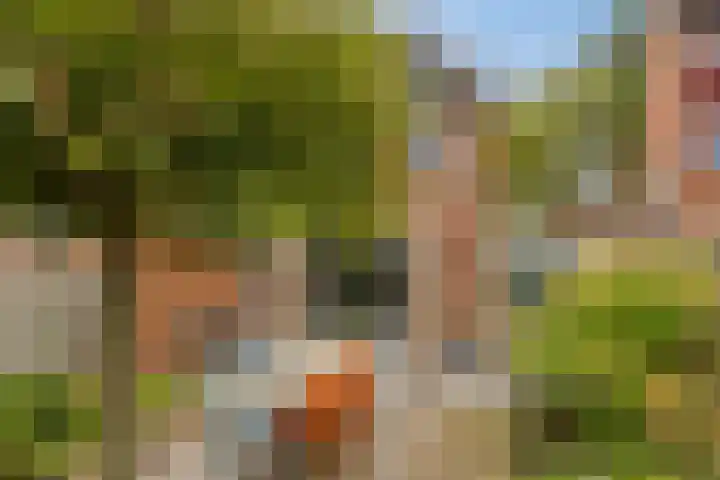 Vossehol 55 Cuijk thumbnail 36