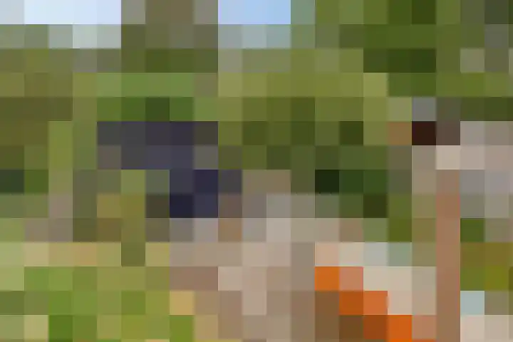 Vossehol 55 Cuijk thumbnail 42
