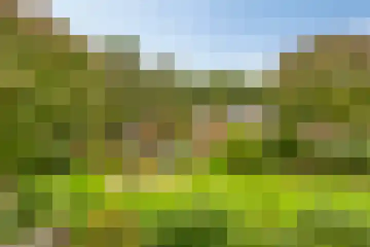 Vossehol 55 Cuijk thumbnail 44