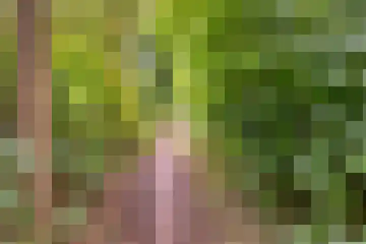 Vossehol 55 Cuijk thumbnail 46
