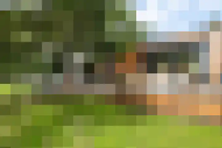 Vossepad 7 Emmen thumbnail 43