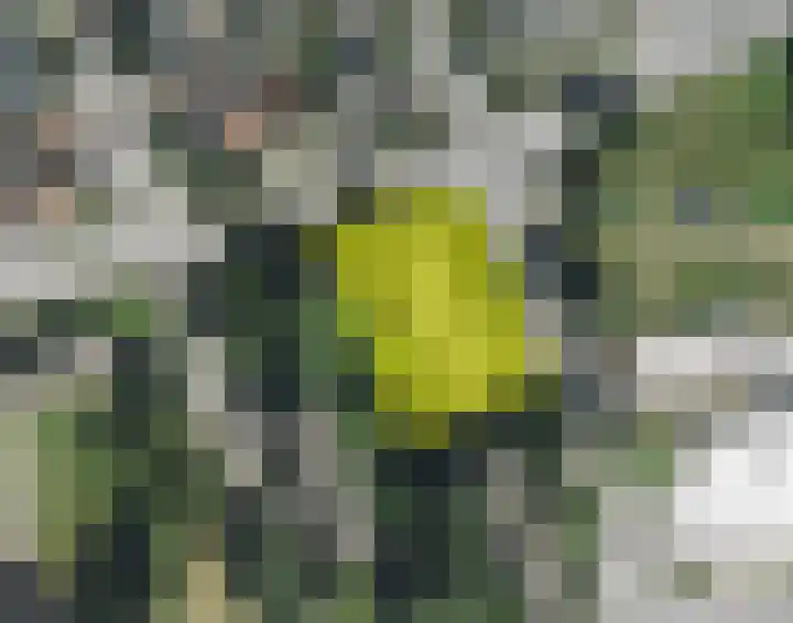 Vrangendael 60 II Sittard thumbnail 20