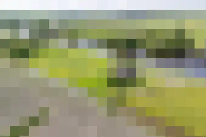 Vriezekoop 22 a Leimuiden thumbnail 6