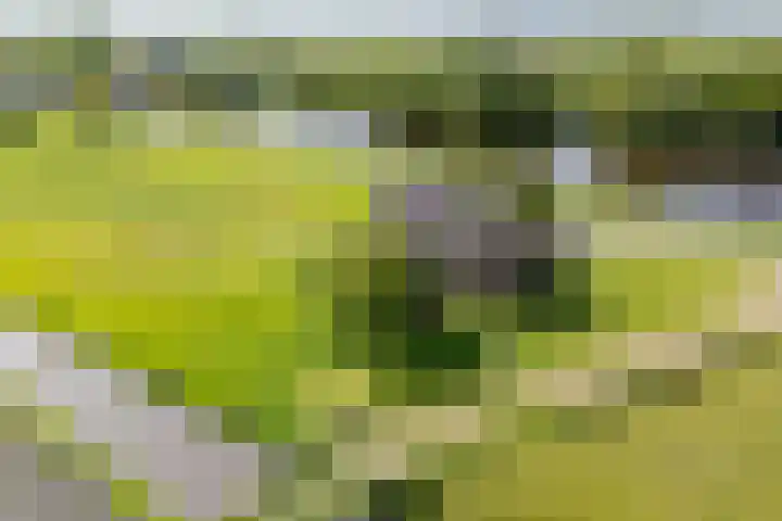 Vriezekoop 22 a Leimuiden thumbnail 7