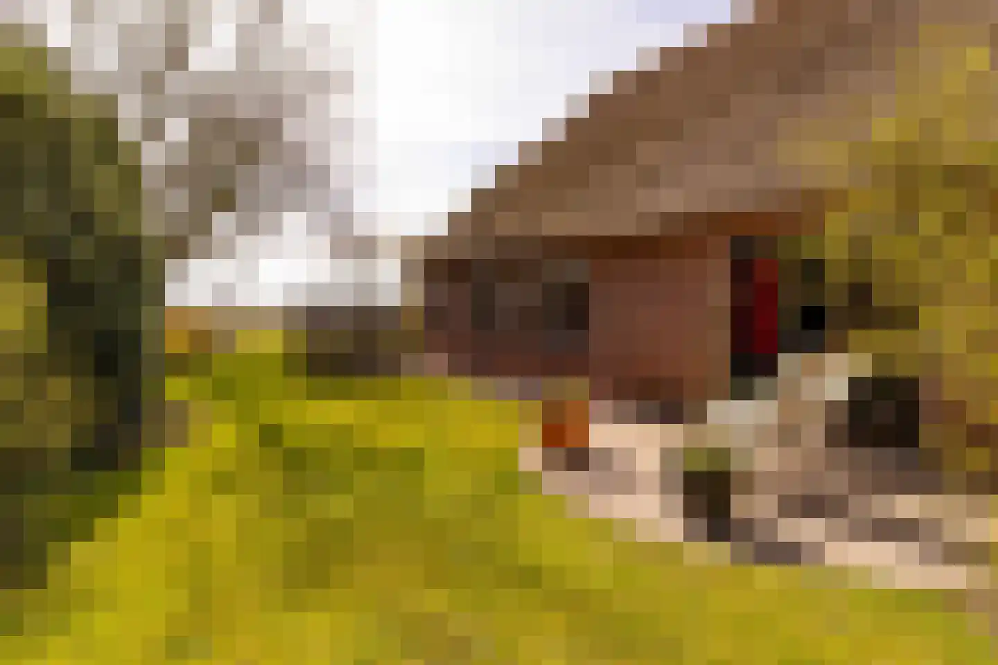 Vuile Riete 40 Linde thumbnail 86