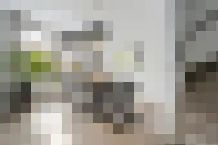 Waardeel 58 Steenwijk thumbnail 5