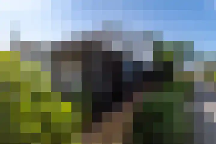 Wachtendonk 701 Uden thumbnail 6