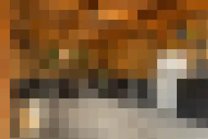 Waechswâl 7 Woudsend thumbnail 30