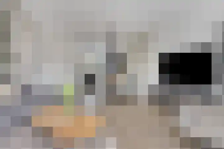 Wagenmaker 76 Wijchen thumbnail 6