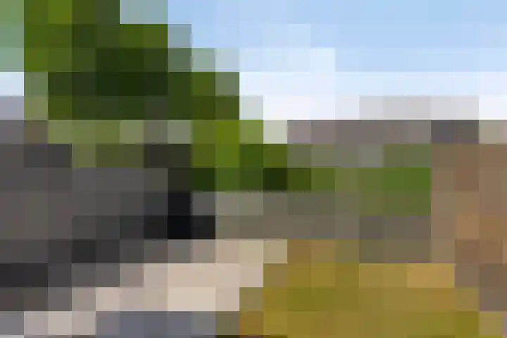 Waldadrift 150 Bedum thumbnail 31