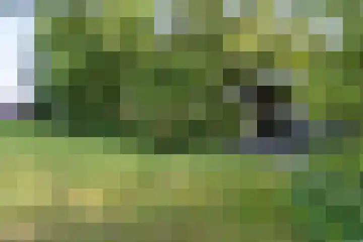 Wâldwei 12 Elahuizen thumbnail 31