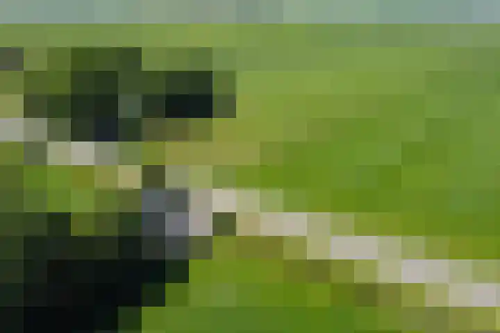 Wâldwei 12 Elahuizen thumbnail 4