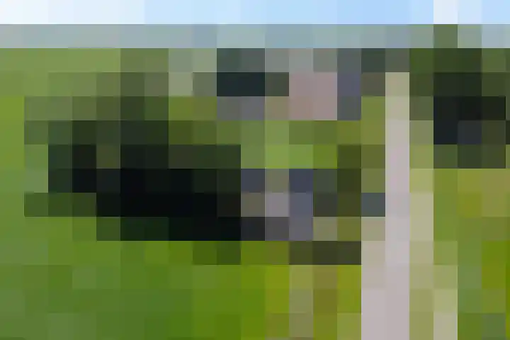 Wâldwei 12 Elahuizen thumbnail 43