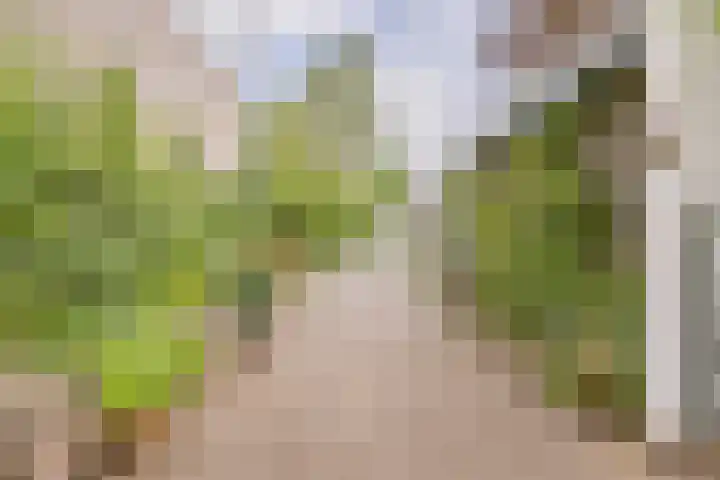 Waleweinlaan 41 Geldrop thumbnail 44