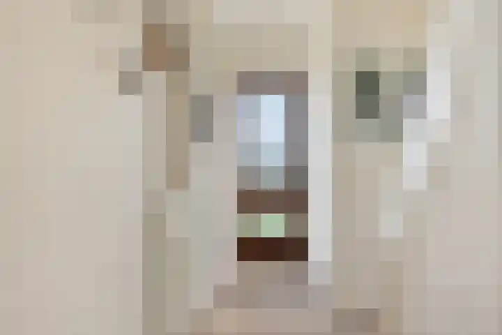 Walstraat 44 Emmen thumbnail 9