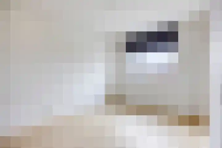 Walstro 18 Sittard thumbnail 17