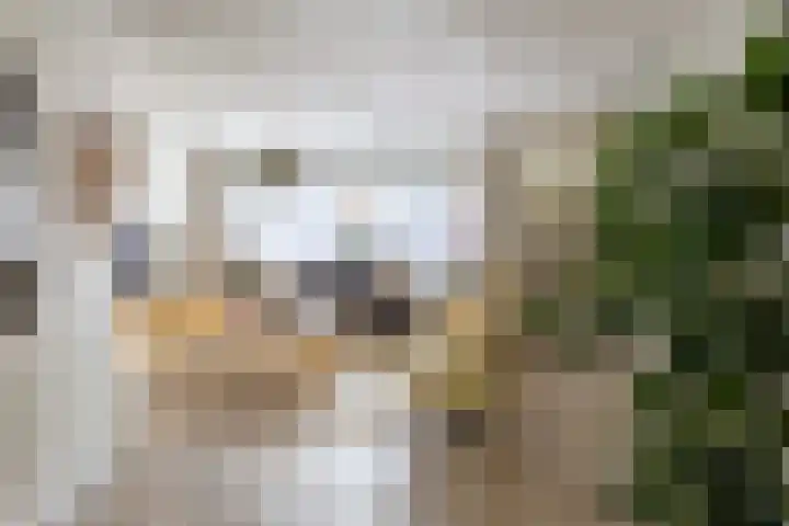 Walstro 23 Venray thumbnail 7