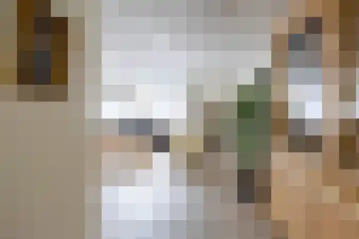 Walstro 23 Venray thumbnail 8