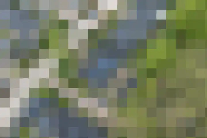 Walstro 70 Leusden thumbnail 55