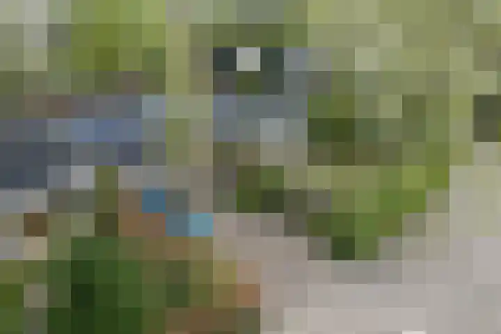 Walstro 70 Leusden thumbnail 57