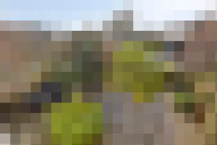Walstro 92 Leusden thumbnail 27