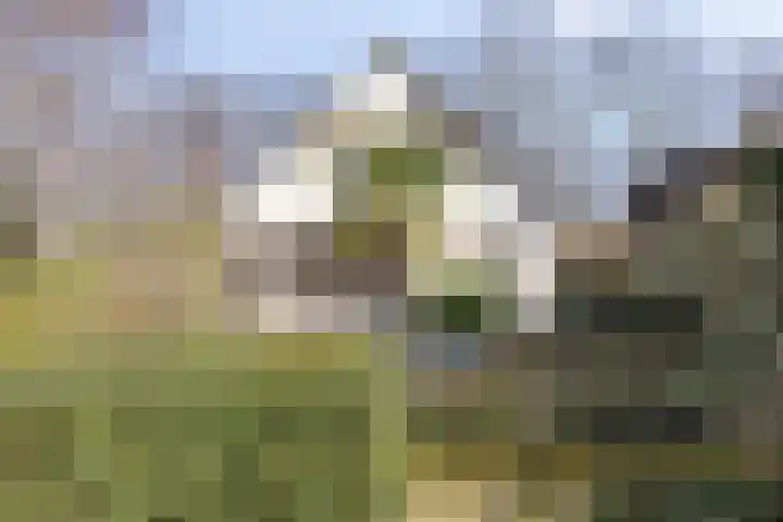 Walstro 92 Leusden thumbnail 45