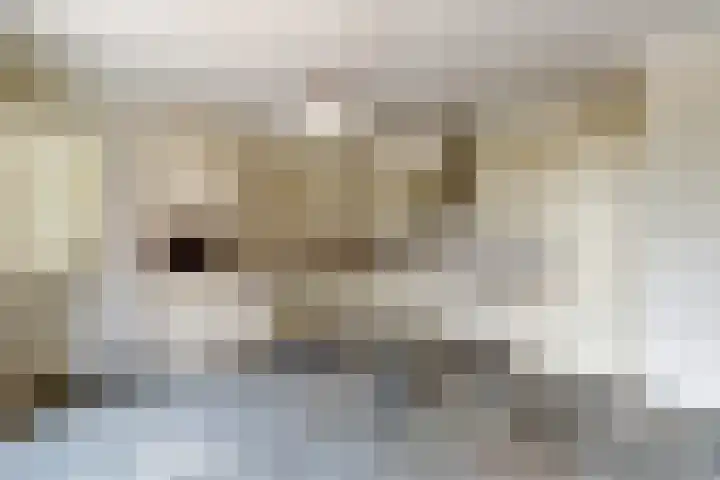 Walweg 3 Haghorst thumbnail 13