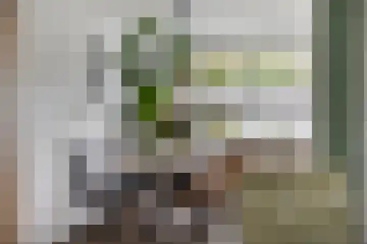 Wanyng 11 Goor thumbnail 8