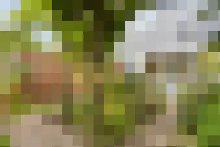 Waregemstraat 9 Amsterdam thumbnail 15