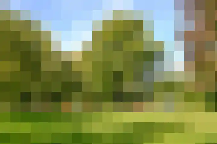 Wasbeer 1 Huizen thumbnail 25