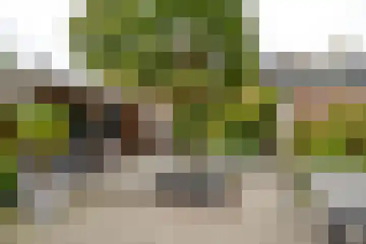 Wasbeer 1 Huizen foto 3