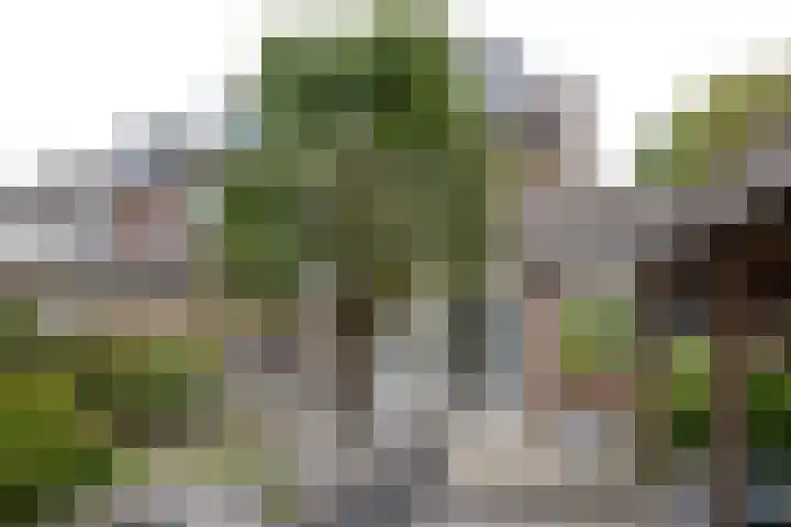 Wasbeer 1 Huizen thumbnail 5