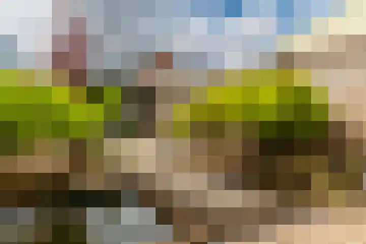 Wasbloem 8 Venray thumbnail 35