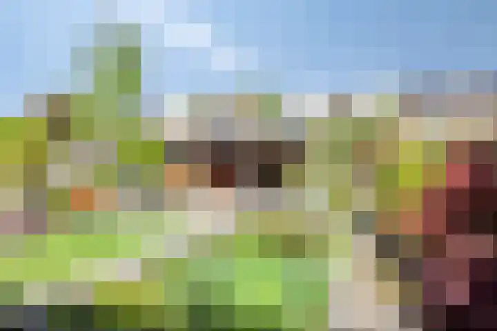 Waterbies 6 Terheijden thumbnail 30