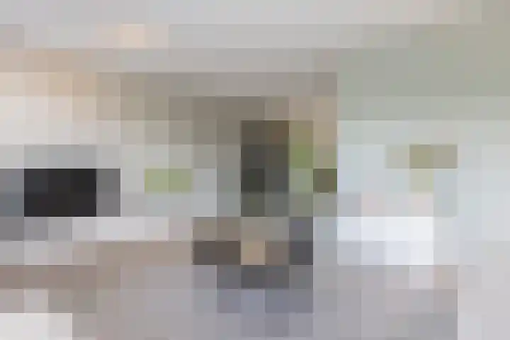 Waterlelie 13 Angerlo thumbnail 15