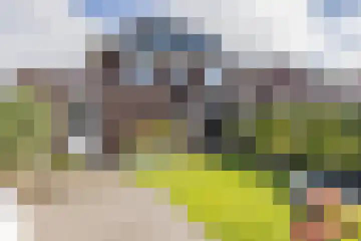 Waterlelie 13 Angerlo thumbnail 61