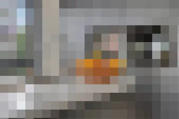 Waterlinze 82 Hellevoetsluis thumbnail 8