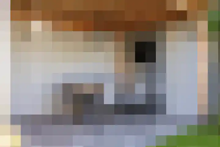 Waterspiegel 34 Wierden thumbnail 29