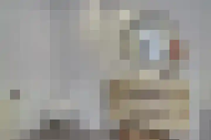 Waterweide 101 Grootebroek thumbnail 30