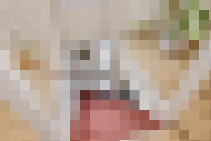 Weegbree 14 Delfzijl thumbnail 47