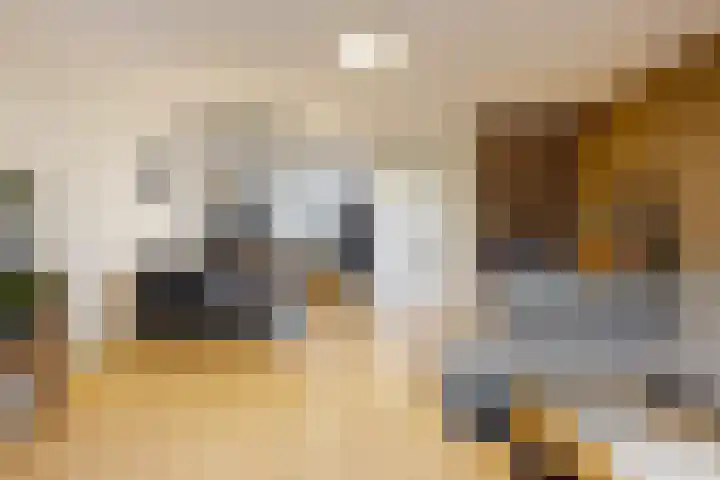 Weegbree 16 Heiloo thumbnail 8